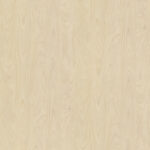 R55064 Jerusalem Pine